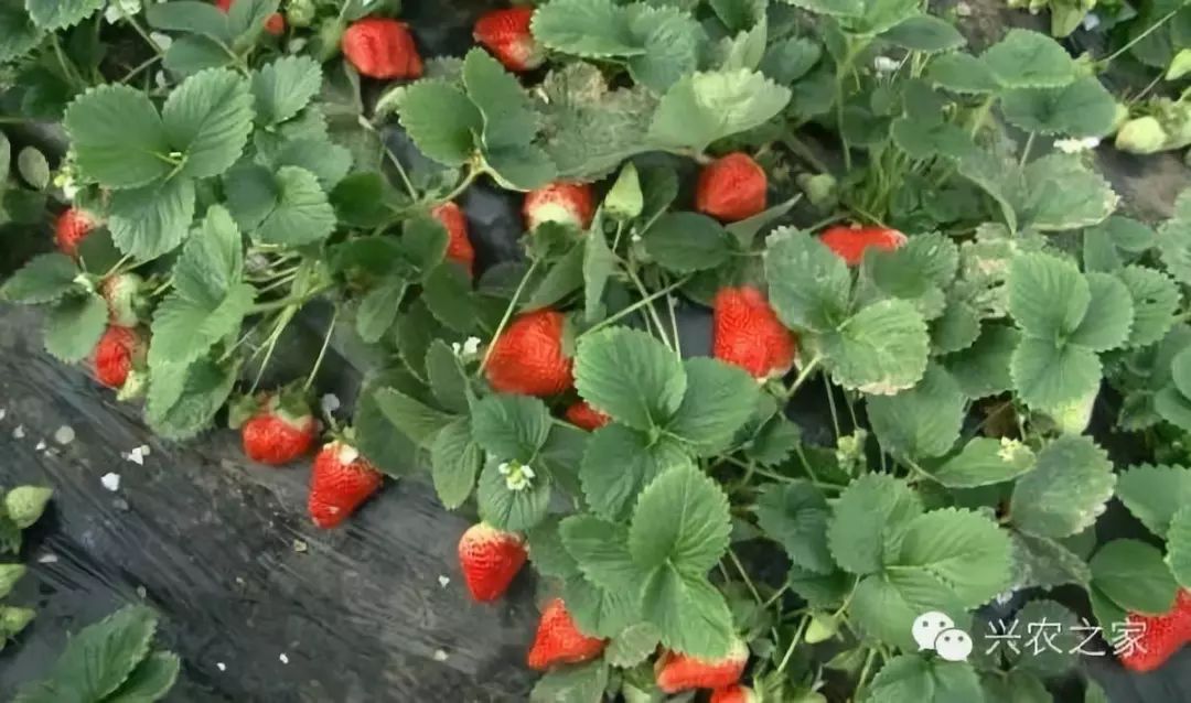 草莓app下载地址苏州晶体草莓APP下载地址的澄清与安全建议-第1张图片