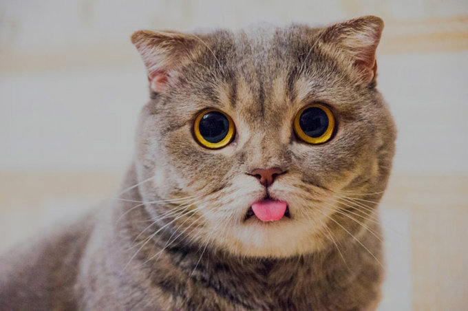猫咪，人类最亲密的伴侣-第3张图片