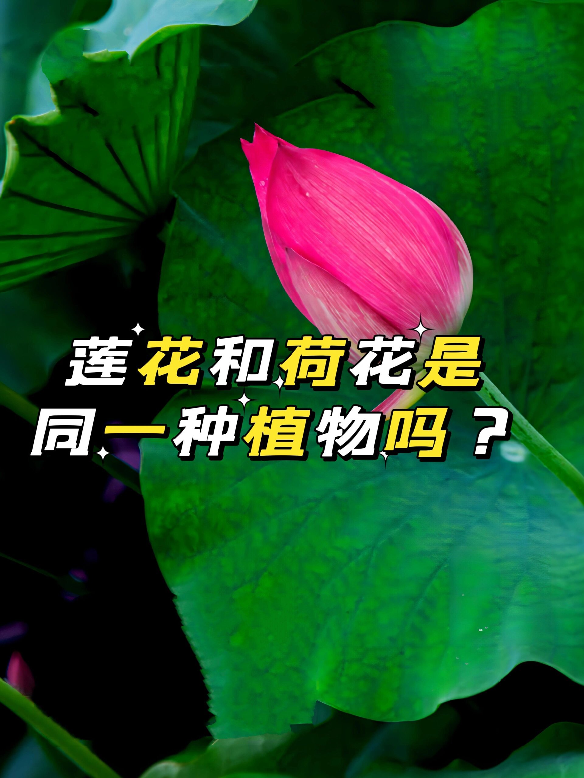 倒插莲花，美丽而独特的植物形态-第1张图片