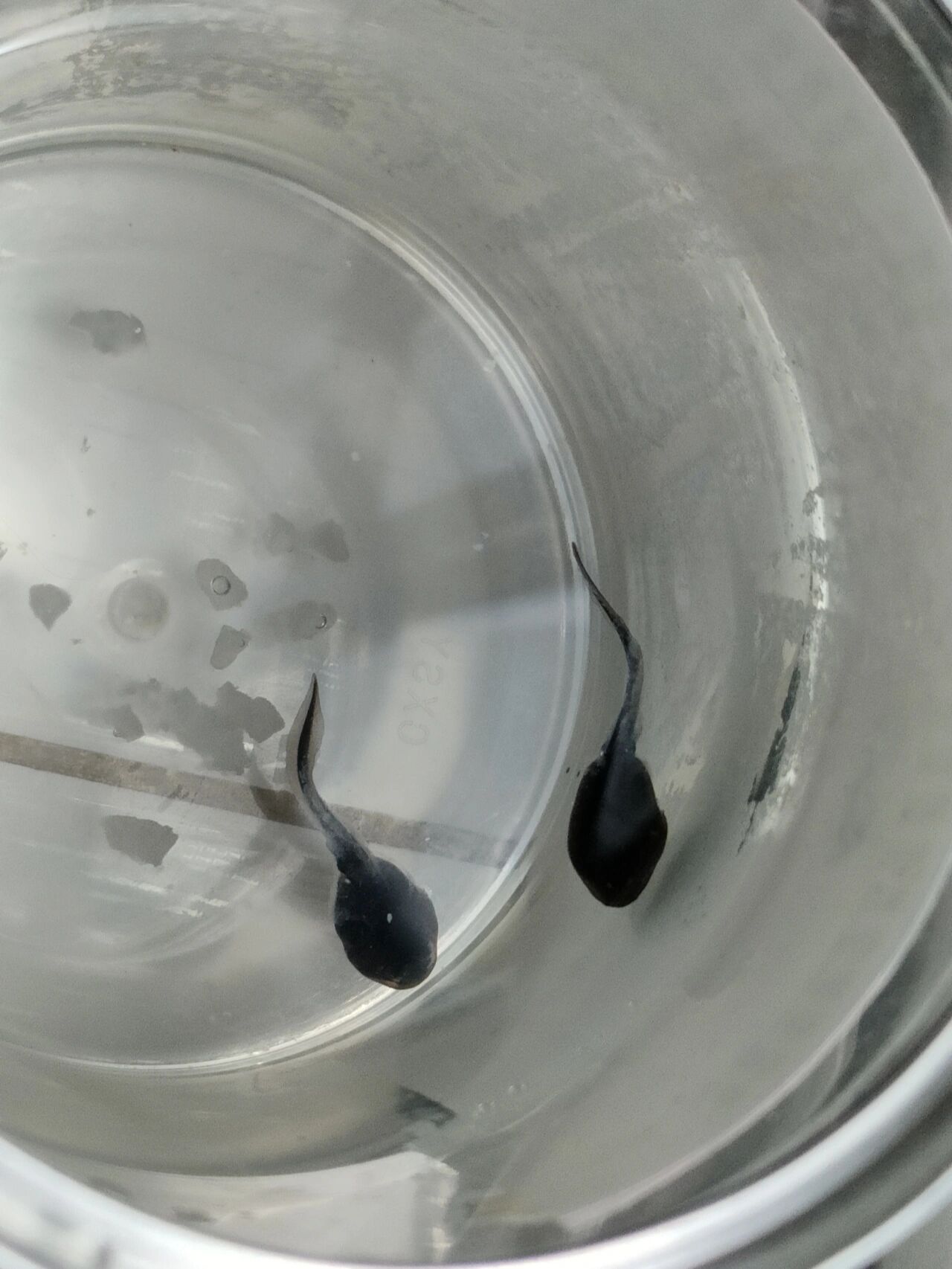 小蝌蚪视频百度观看小蝌蚪视频在线观看免费播放，探索与发现-第3张图片