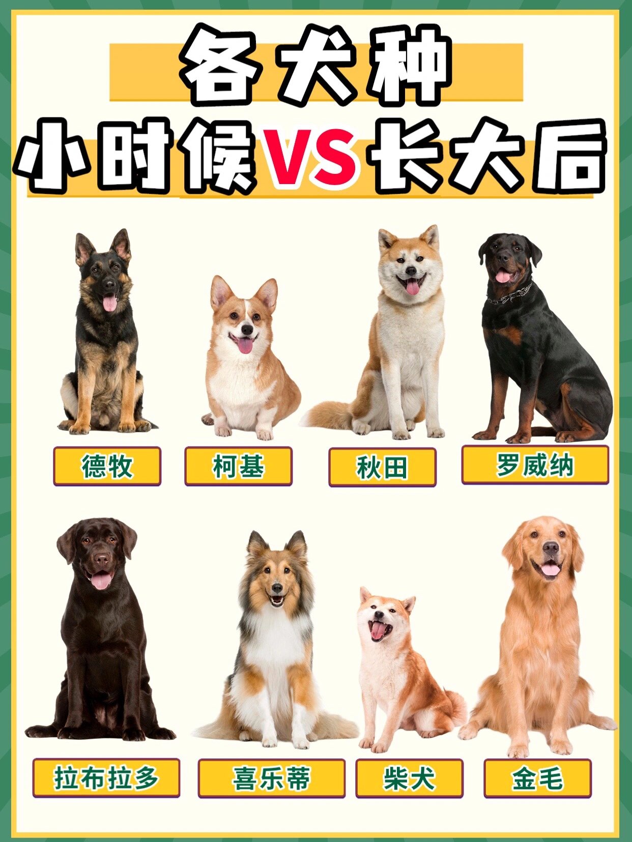 狗狗的大与小家庭的爱-第2张图片