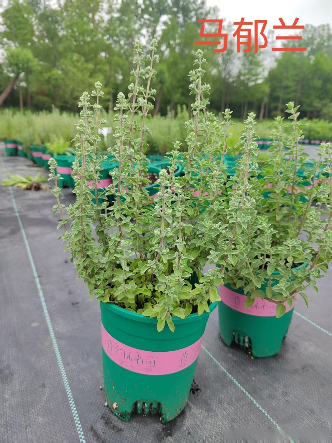 探究后面菊花开过与未开过的区别-第2张图片