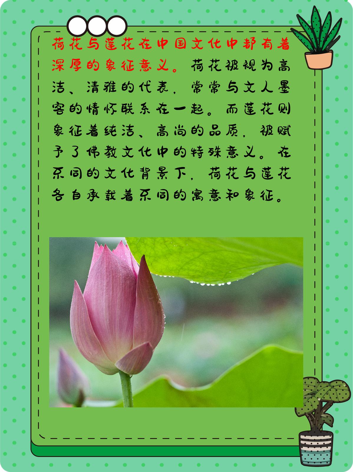倒插莲花是什么样子的倒插莲花，美丽而独特的植物形态
