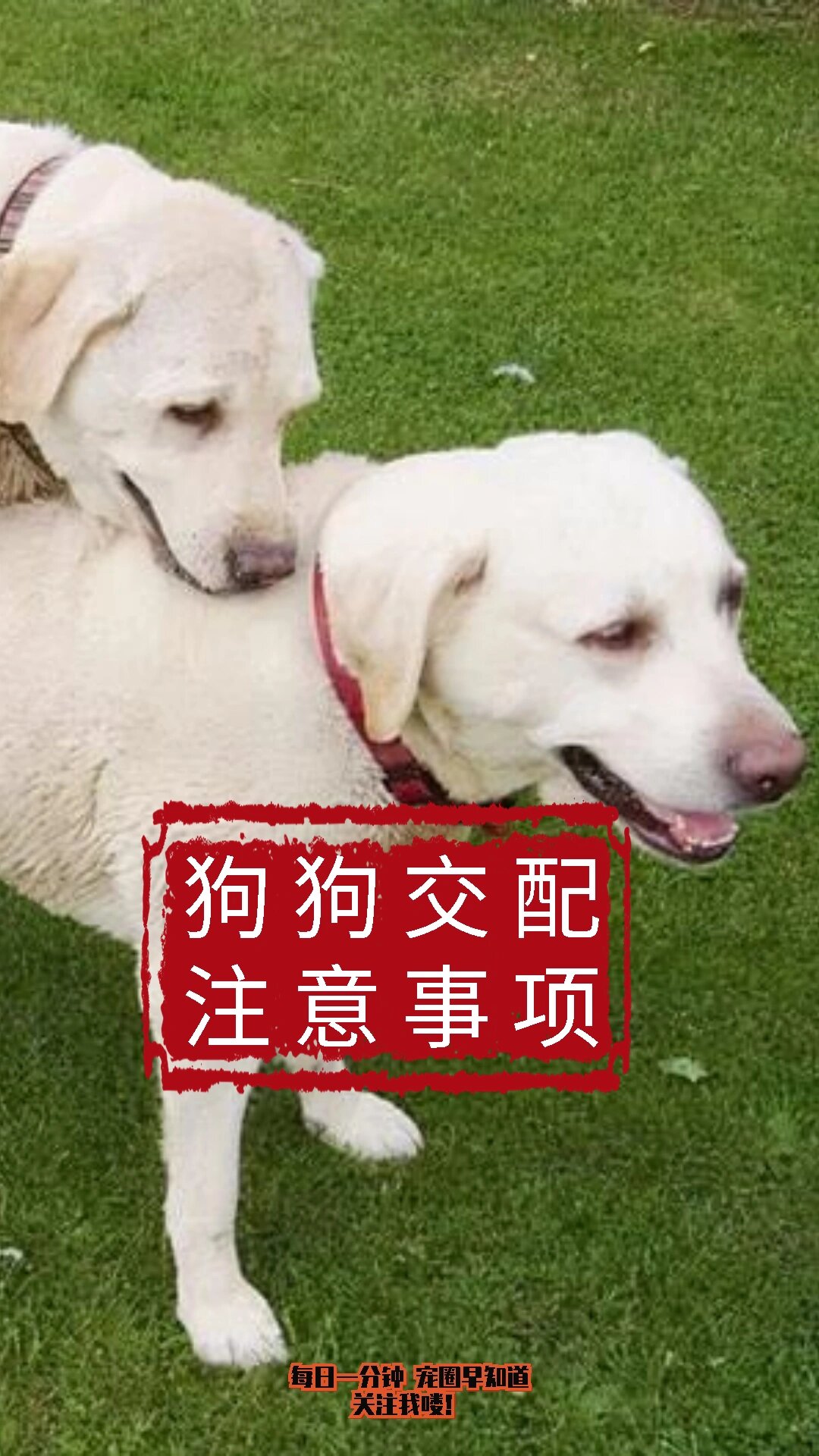 狗配人怎样配一狗与人的完美配对-第1张图片