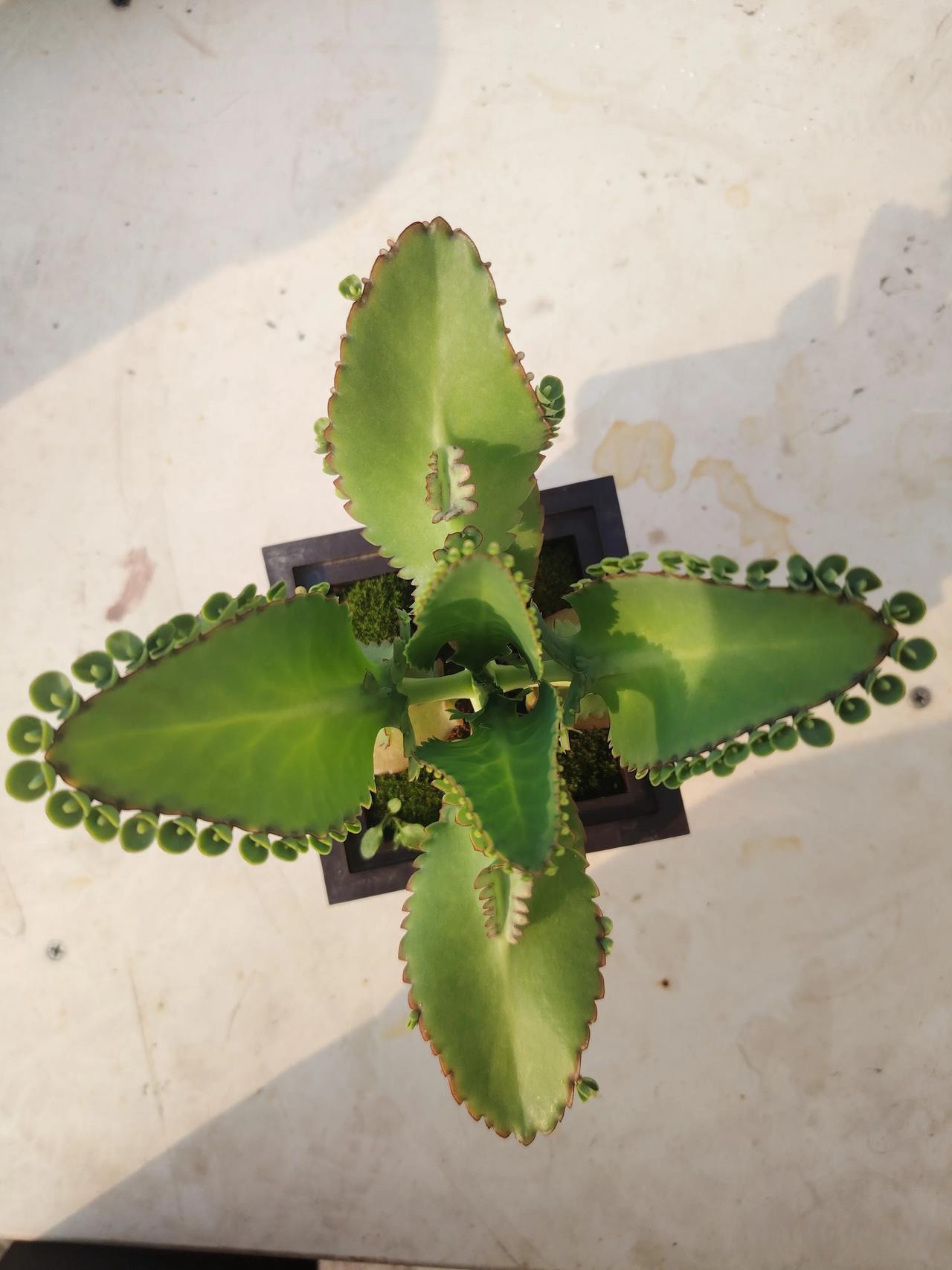 多肉植物中的独特现象——1对N共妻-第3张图片