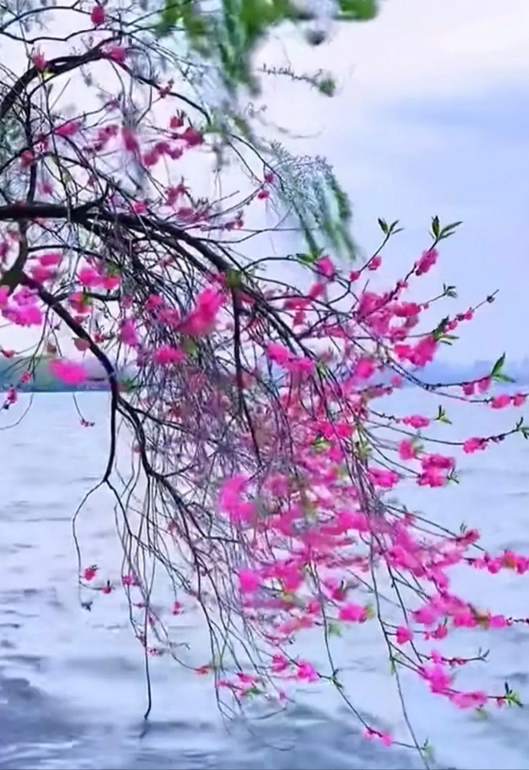 樱花草的美丽绽放，免费观看的春天盛宴-第1张图片
