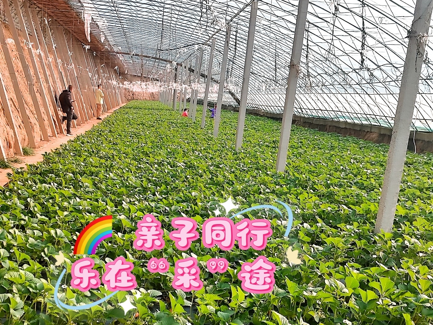 迈开腿让尝尝你的草莓是什么感觉迈开腿，品味独特的草莓之旅-第3张图片
