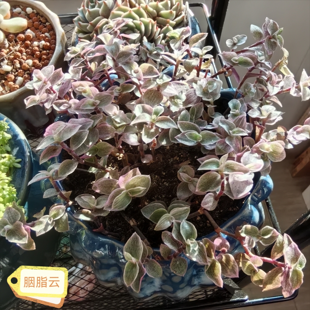 整篇都是车的多肉整篇都是车的多肉世界-第2张图片