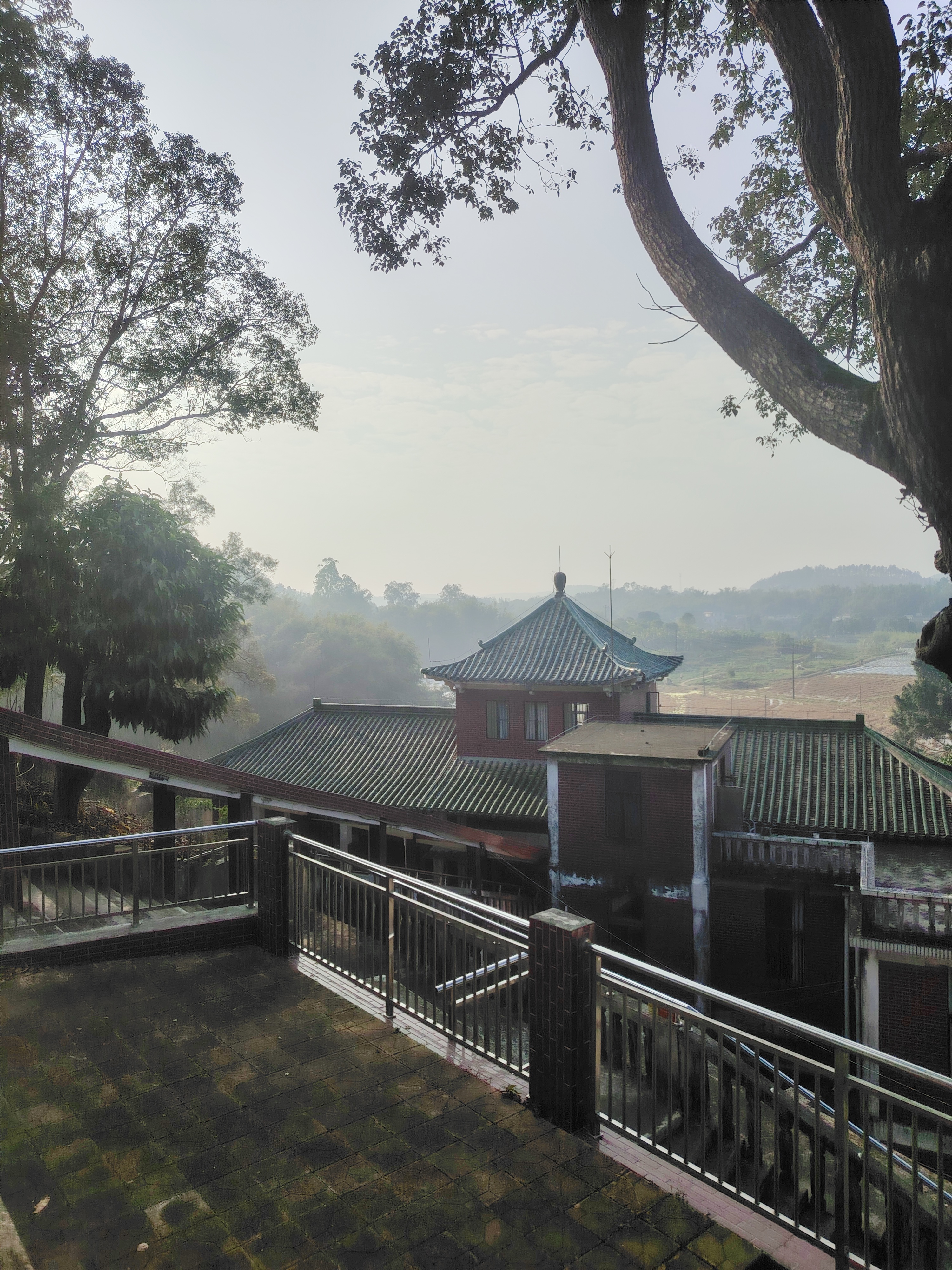 冰霜幽暗密林，神秘而迷人的自然奇观