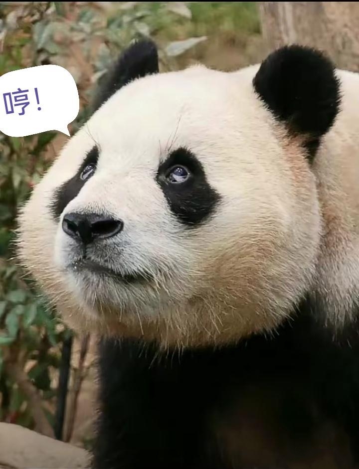 硬的快要爆炸了摸摸它老婆硬度的极限，触摸那即将爆炸的边缘-第2张图片