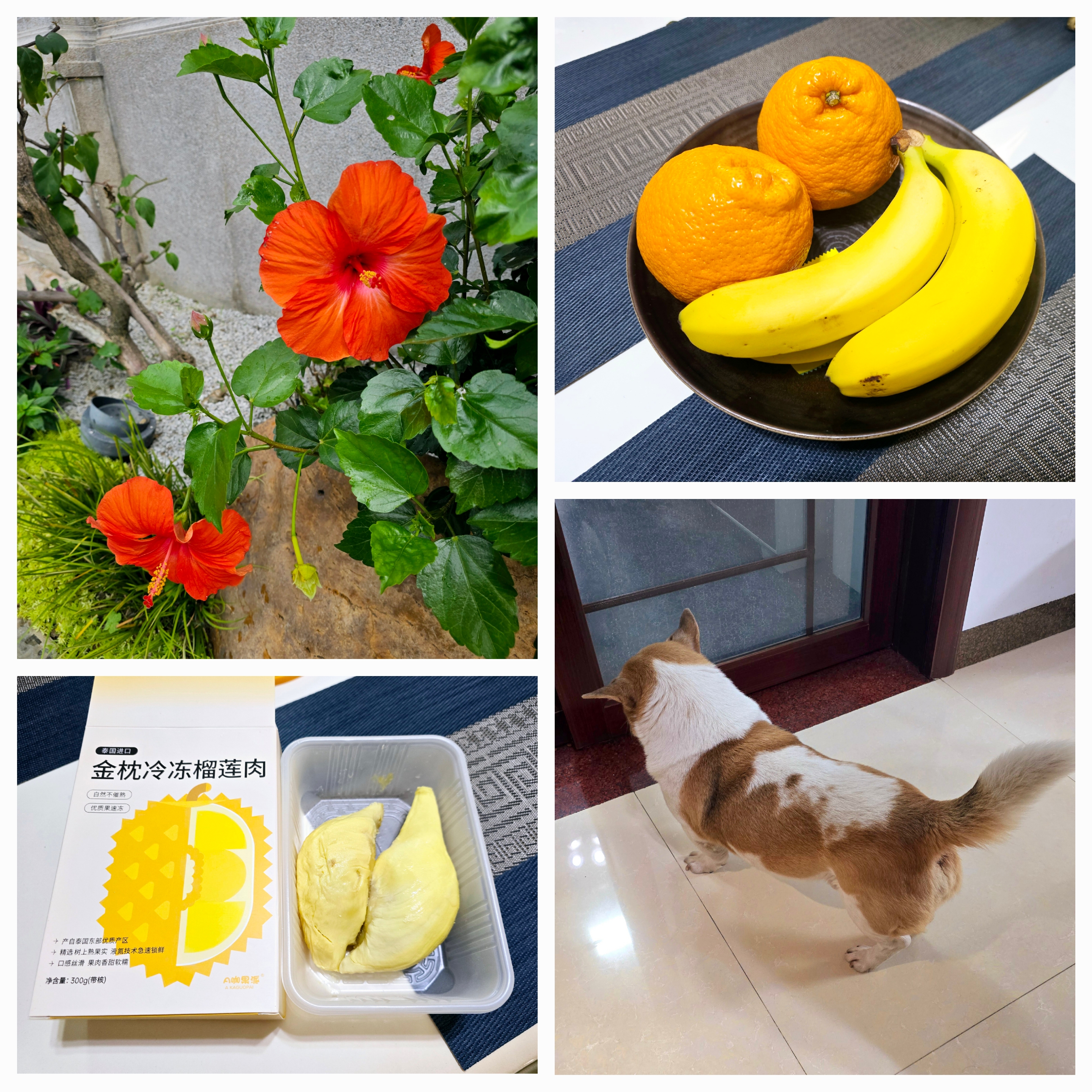 香蕉榴莲绿巨人草莓榴莲在线观看探索水果世界，香蕉、榴莲、绿巨人草莓与榴莲的在线观看之旅-第1张图片