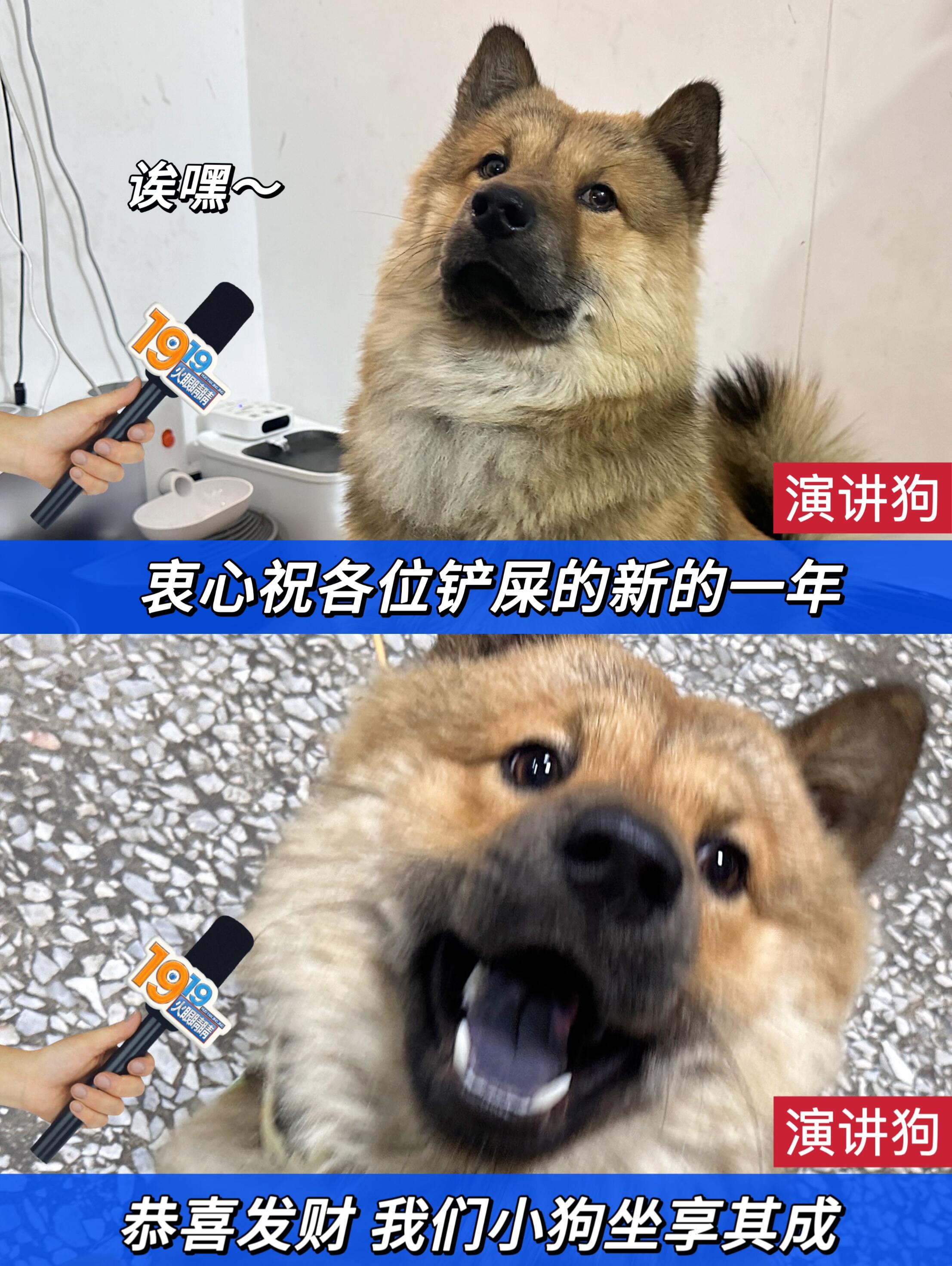 狗子的好大哦狗的好大的腿与无法合拢的奇妙世界