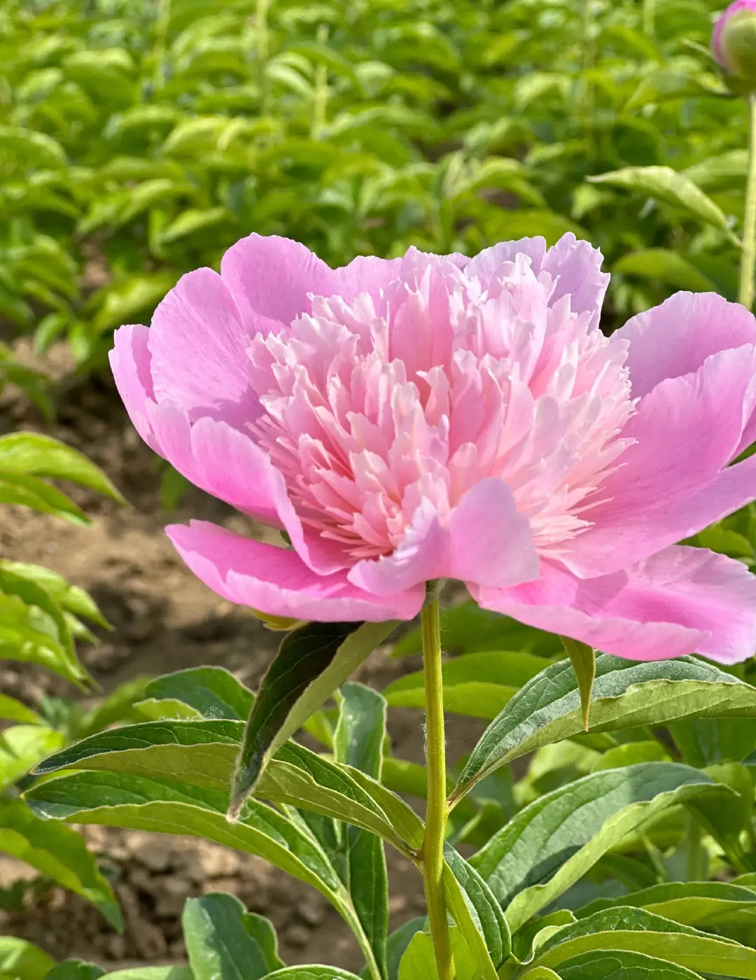 梦幻养花，一场与花的美丽邂逅