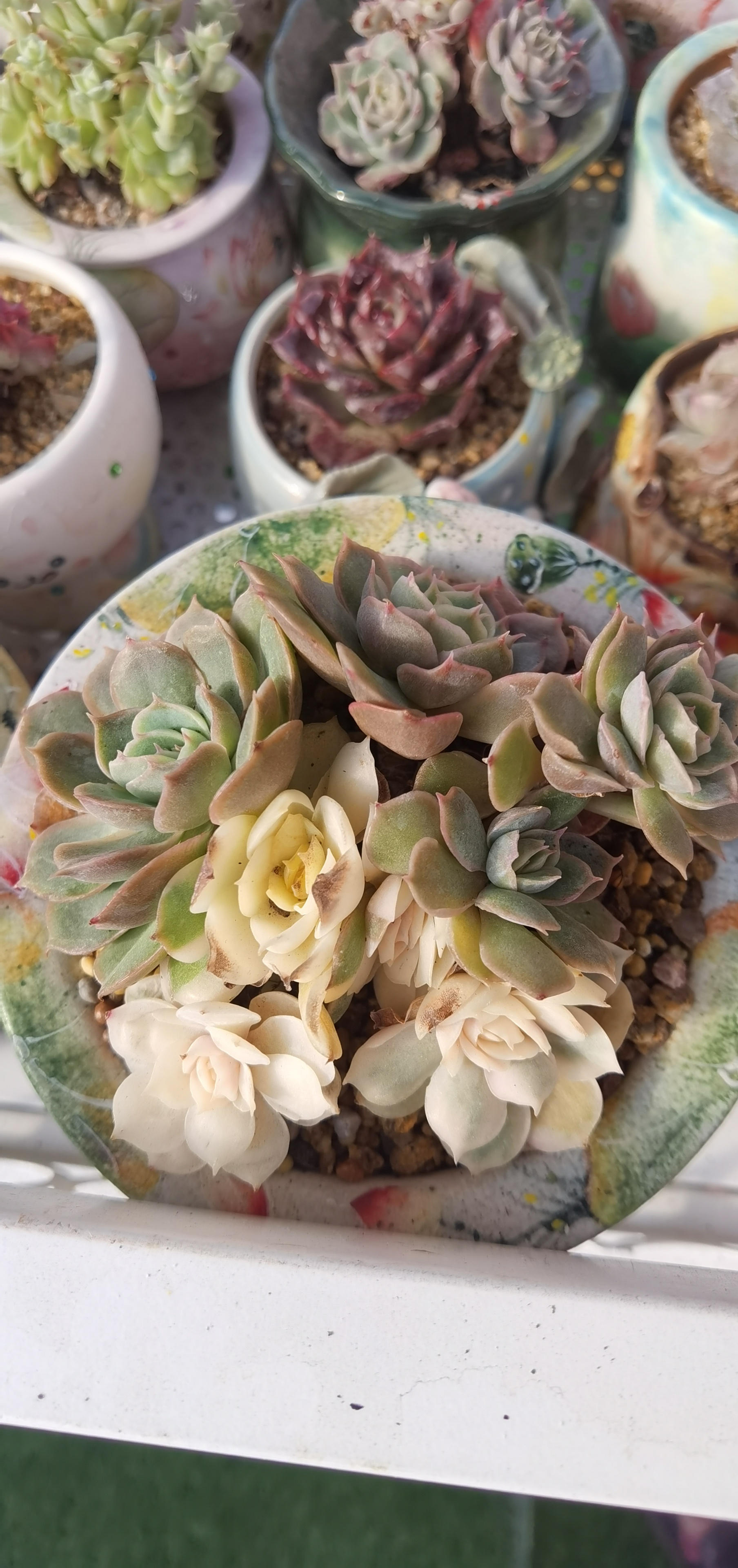 探索1V3多肉植物的魅力-第2张图片