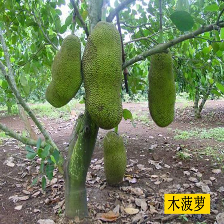 菠萝菠萝蜜影视在线观看菠萝菠萝蜜影视在线观看，畅享影视新体验-第2张图片