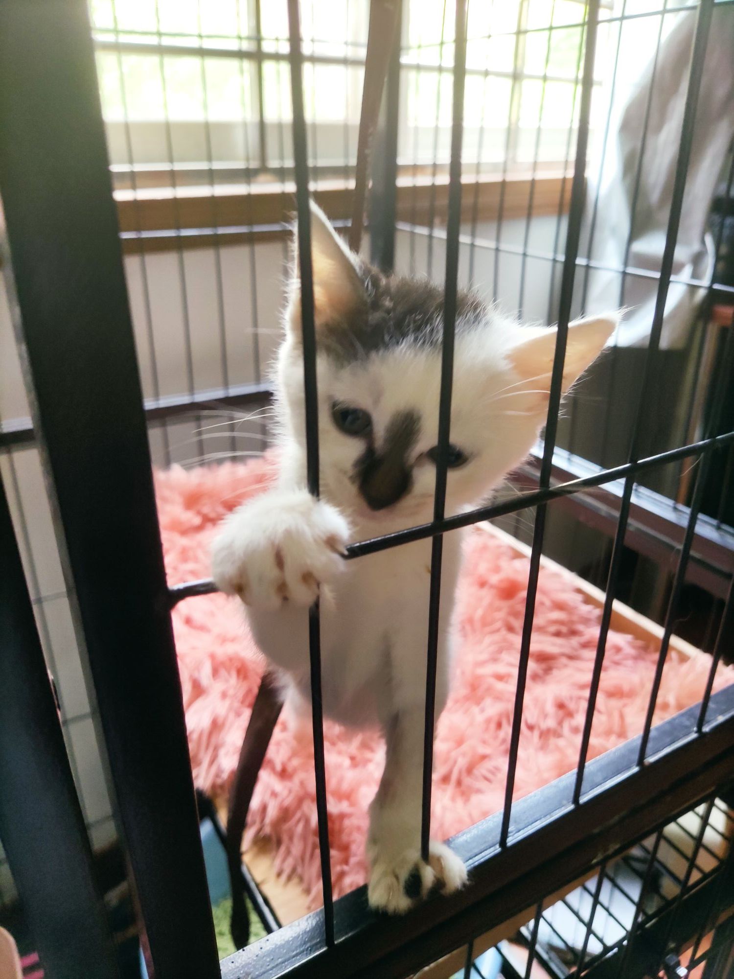 猫咪社区，免费视频在线观看的温馨乐园-第2张图片