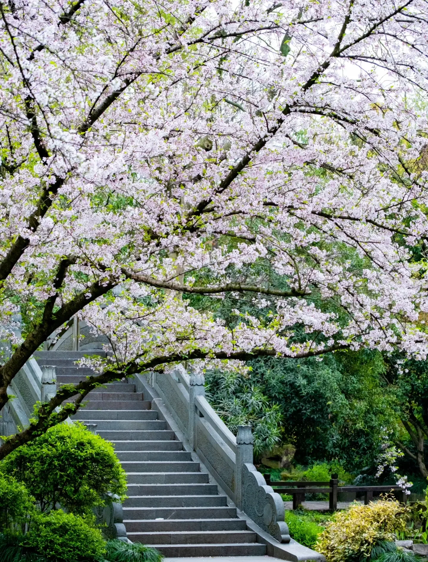 爱内梨花——春日里的诗篇-第2张图片