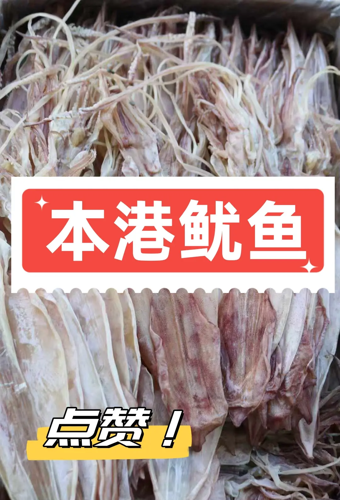 鱿鱼网，探索海洋的秘密，BY1259带你开启新旅程