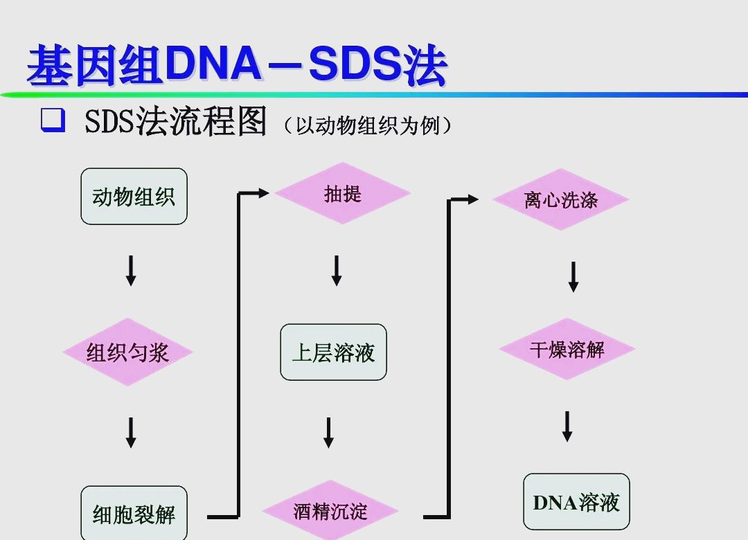 人类DNA与动物DNA的奇妙交融，可能性与探索