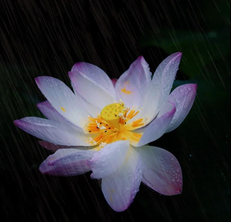 雨荷之韵-第2张图片