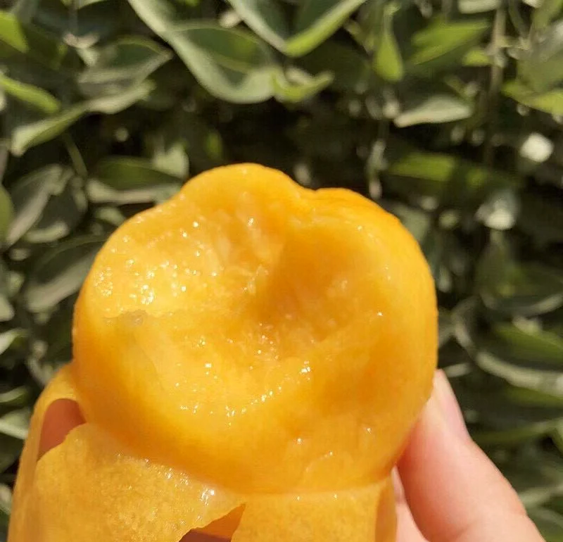 甜如蜜桃甜如蜜桃——生活中的甜蜜瞬间
