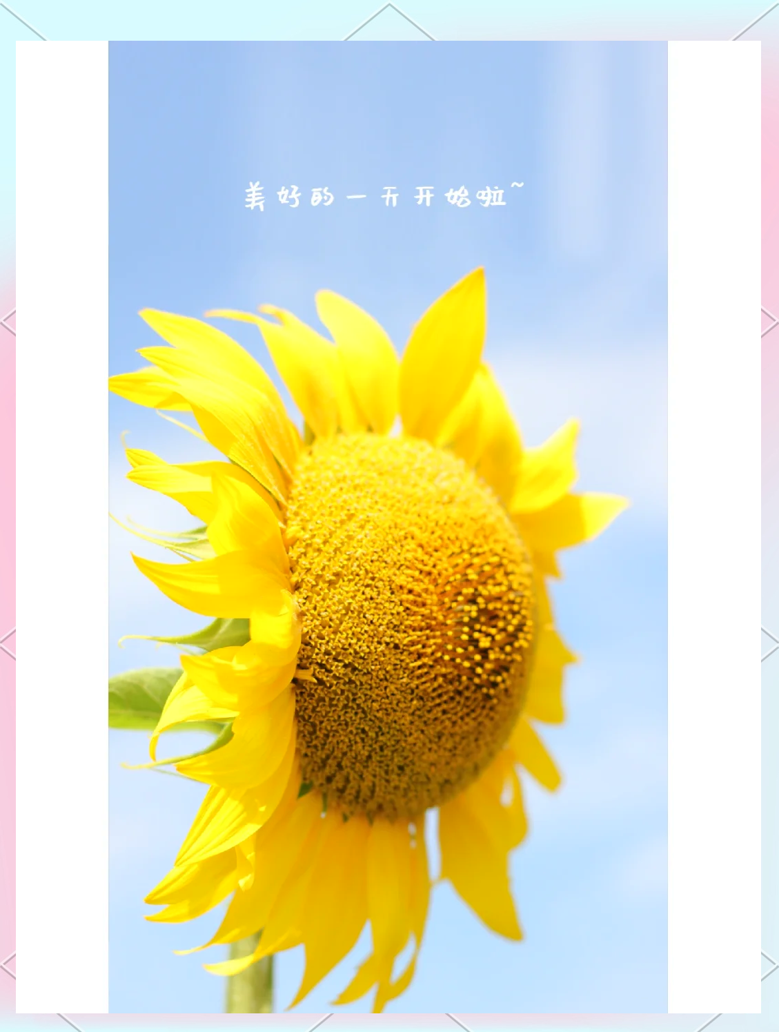 向日葵APP，便捷生活的新选择——在线下载网址与站长统计的探索