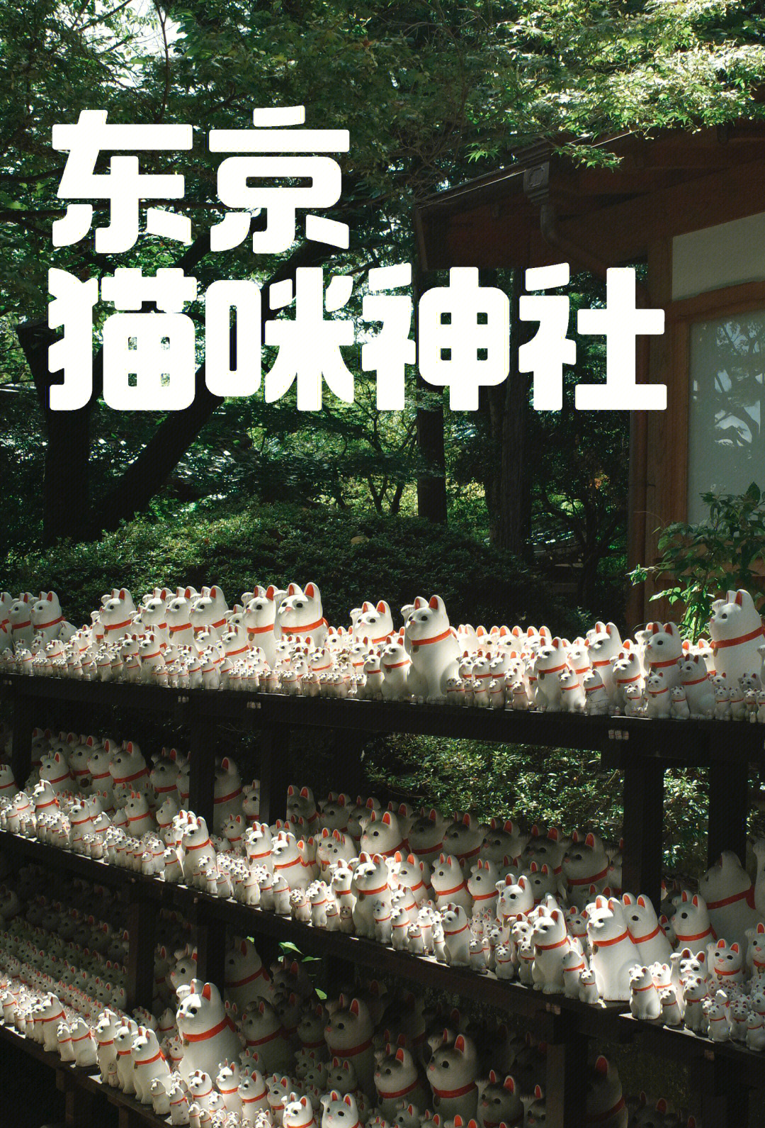 探索猫咪社区高清视频在线的魅力世界