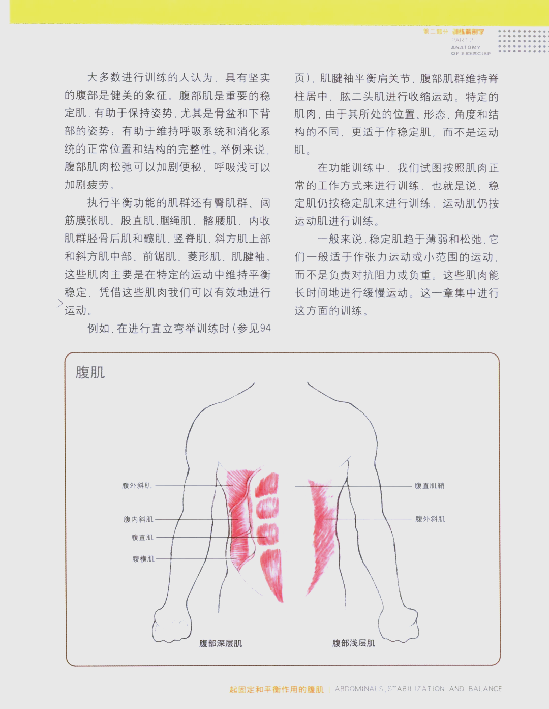 腹肌顶端0按下去有点硬腹肌顶端硬块，探索与理解-第3张图片