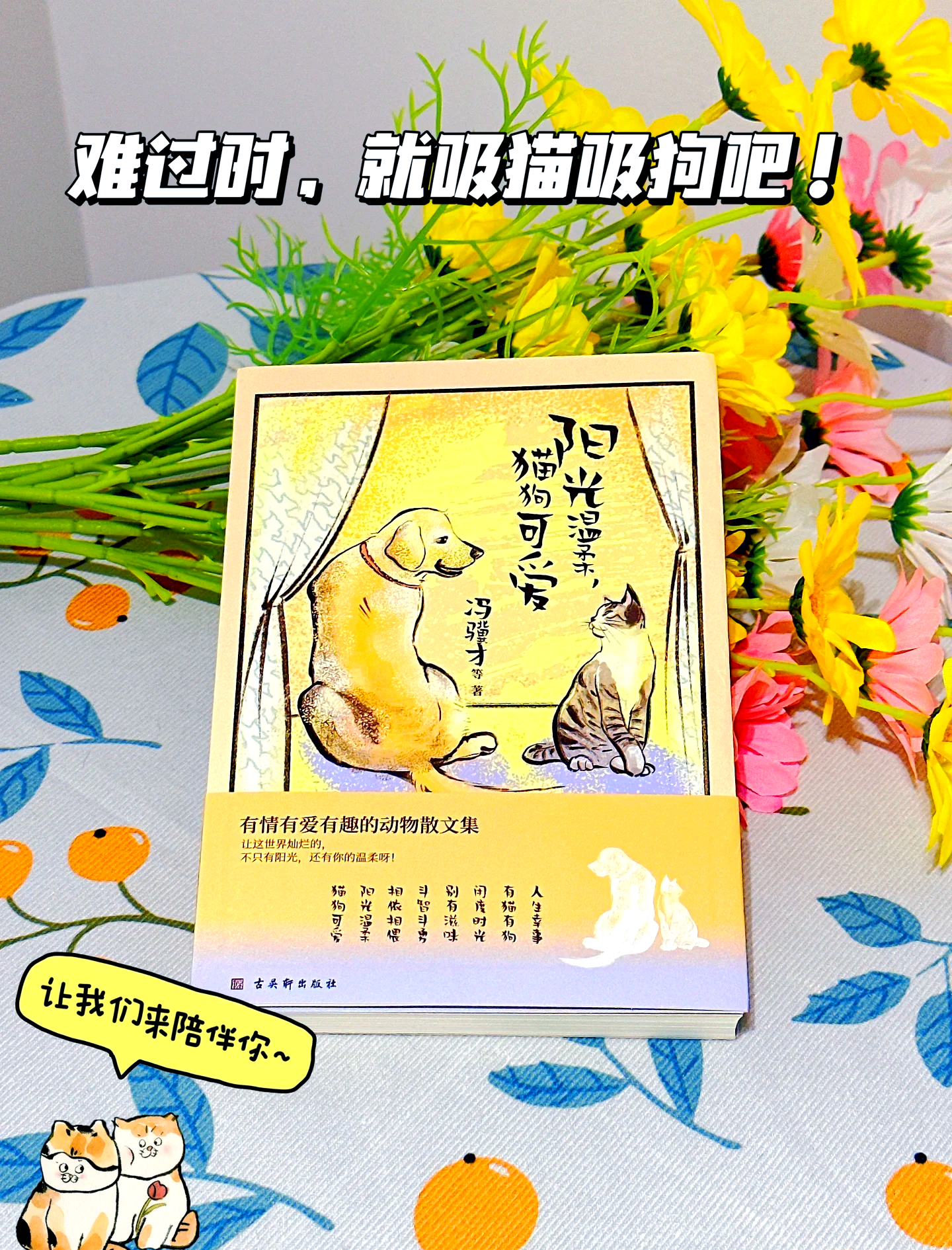 猫狗影院的魅力与故事