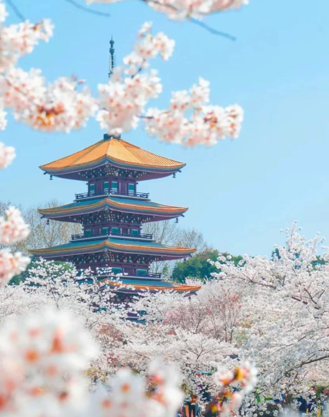 樱花官网官方入门网站网页版2024樱花官网官方入门指南，探索网页版的世界-第2张图片