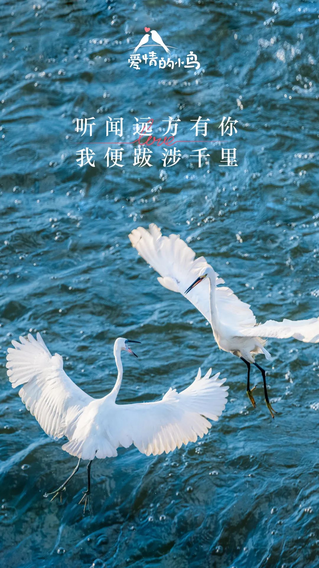 爱情鸟免费论坛二爱情鸟论坛，免费交流与分享的乐园-第2张图片