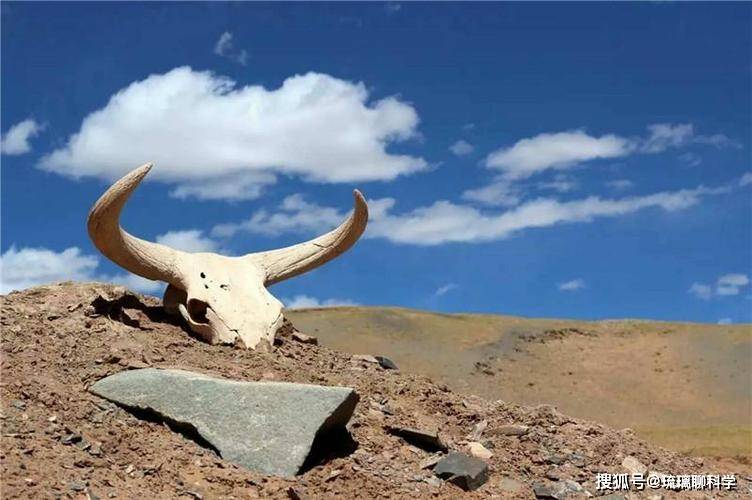 探索无人区，国无人区码卡二卡在线入口的秘密