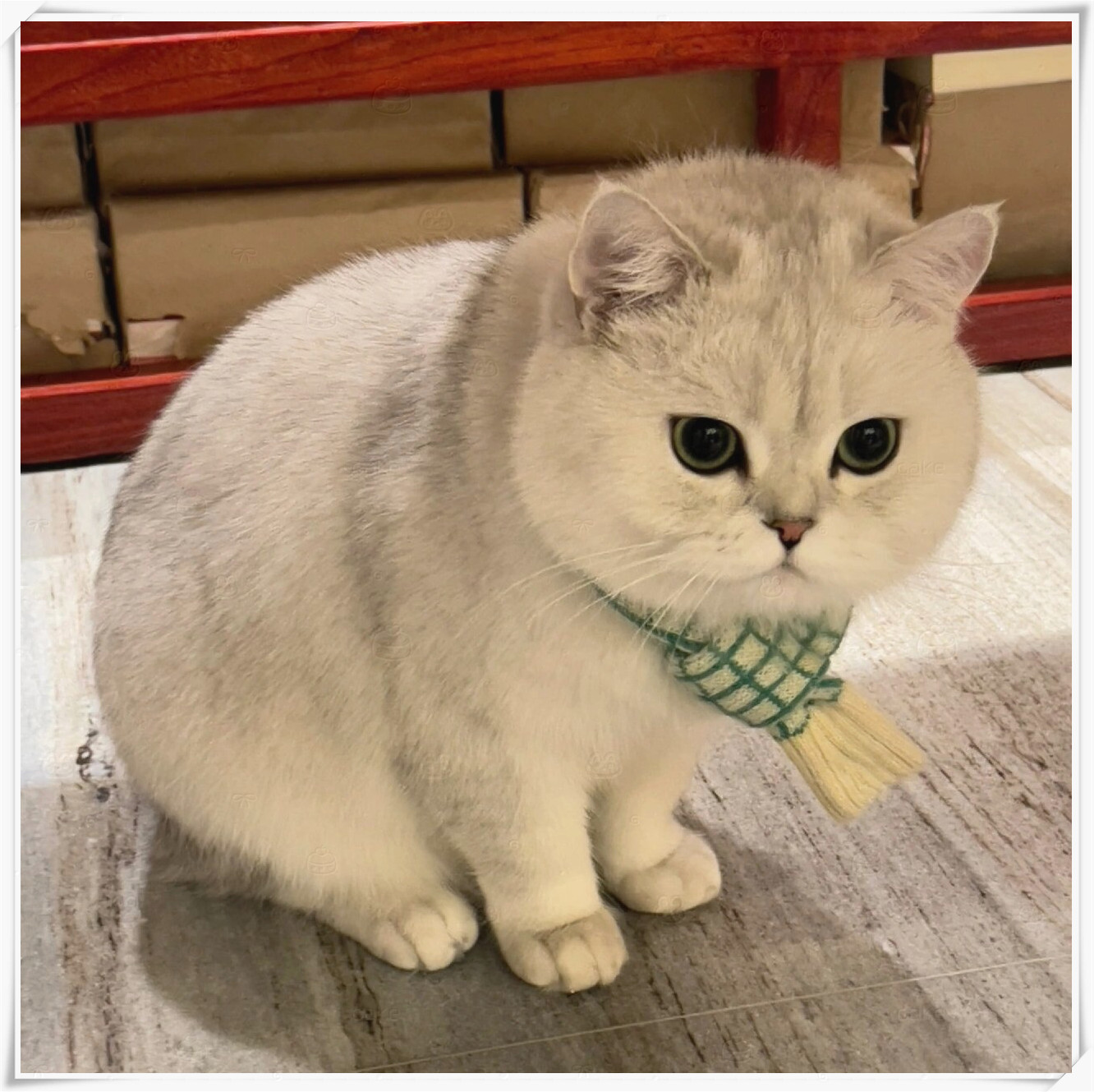 探索猫色综合网——一个充满乐趣与知识的在线平台-第2张图片