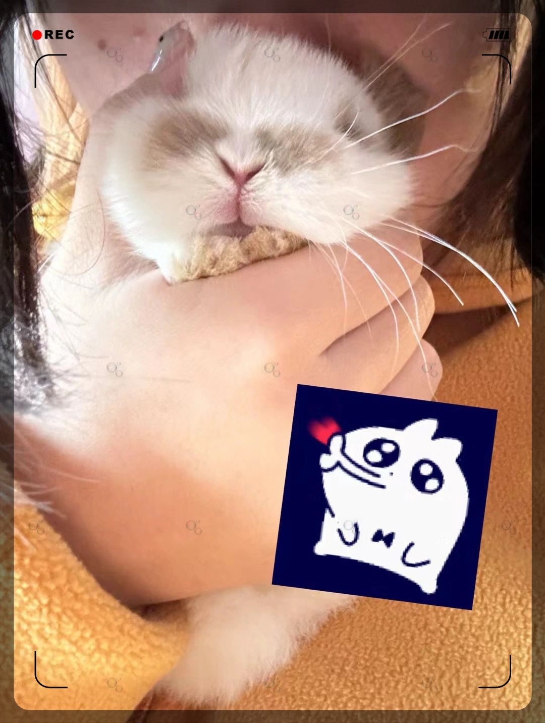 什么姿势可以吃到小兔子的奶探索趣味姿势，如何以恰当的姿势吃到小兔子-第2张图片