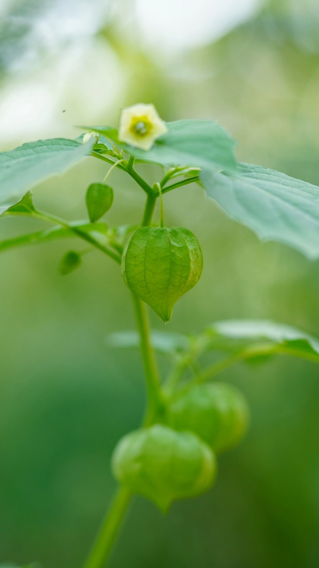 含羞草实验研究所，免费网站下载，探索自然奥秘的起点-第2张图片
