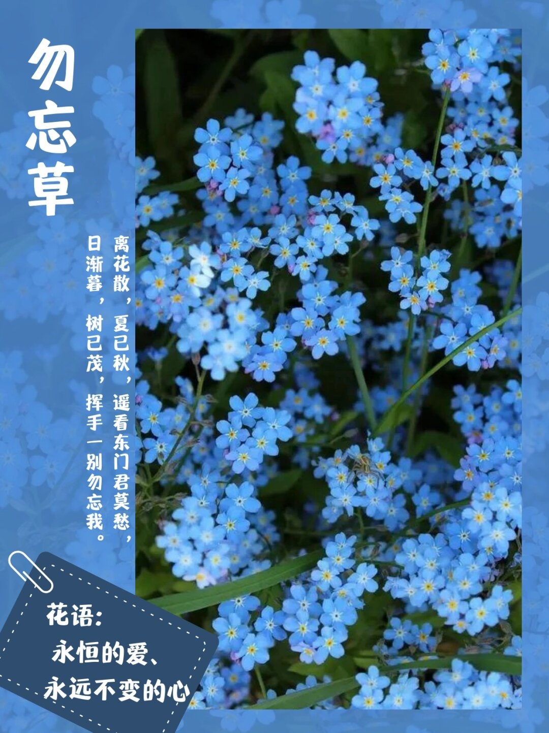 17草名字关于17种独特草名字的探索与解读-第1张图片