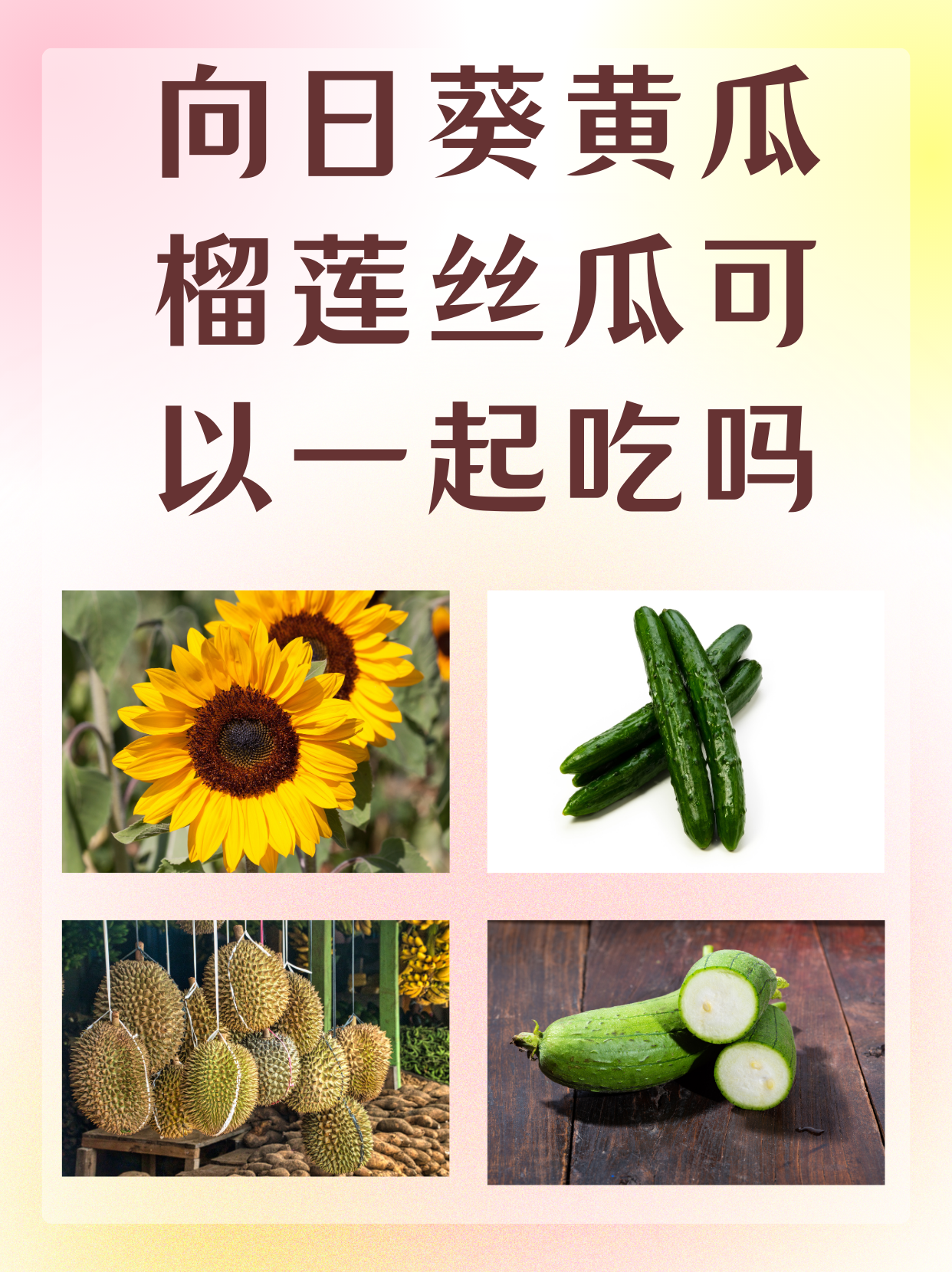 向日葵 app 在线下载探索向日葵APP，免费下载汅API与丝瓜iOS在线观看的便捷体验-第2张图片