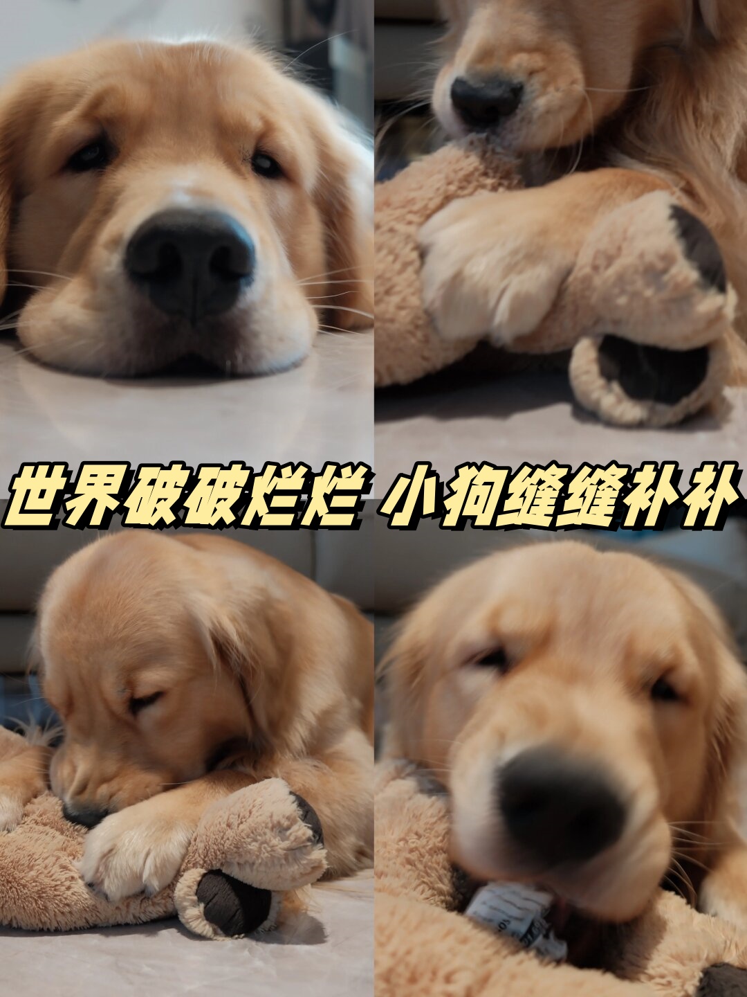 狗狗的坚持，无尽的爱与挑战-第3张图片
