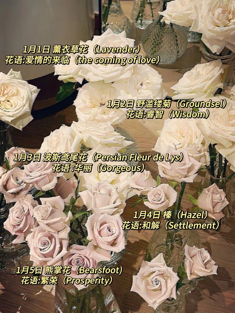迈开腿，品尝你的扇贝——一种独特的情感表达