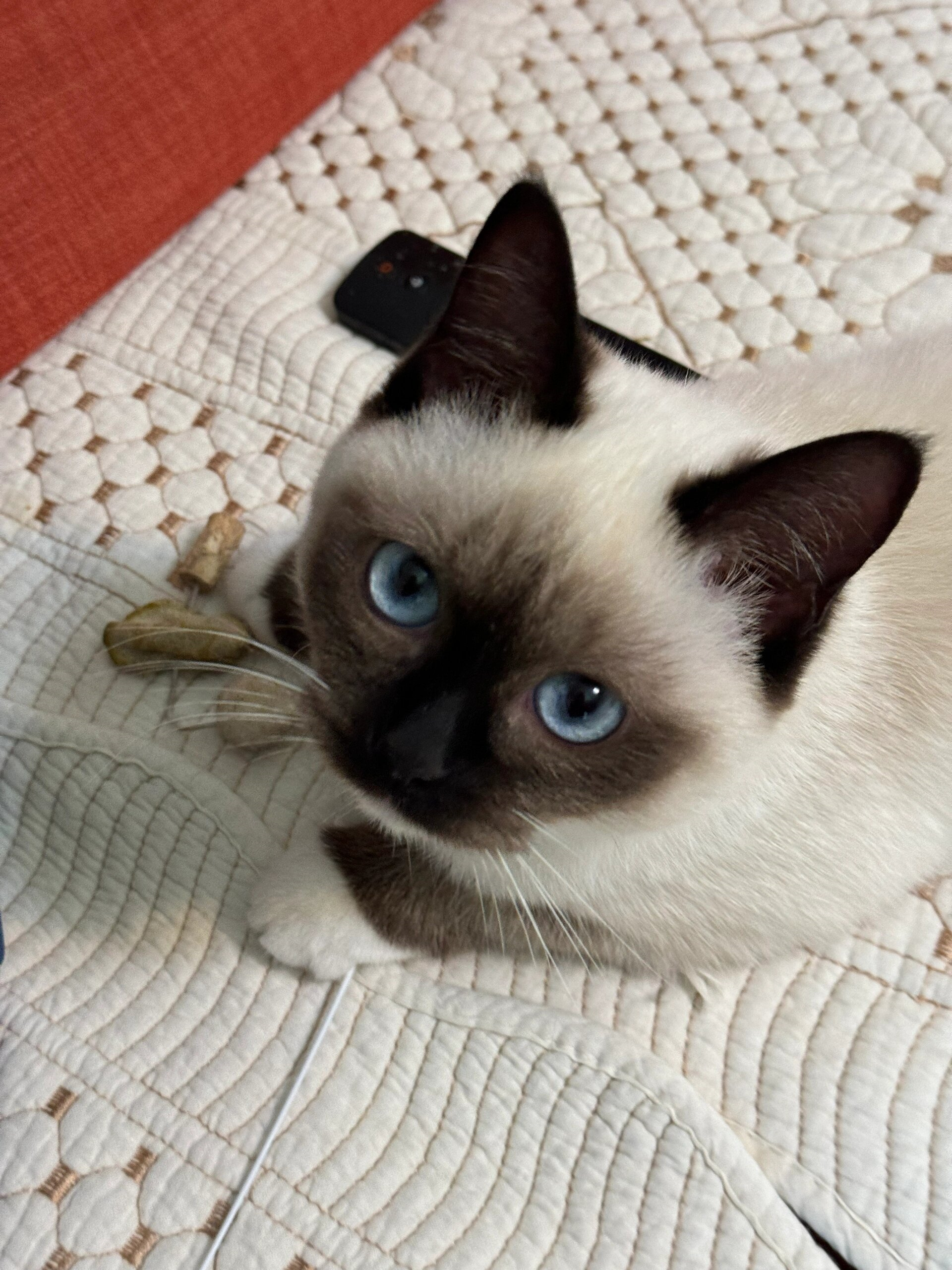 新版猫咪3.0.1vip版新版猫咪3.0下载，探索全新互动体验-第2张图片