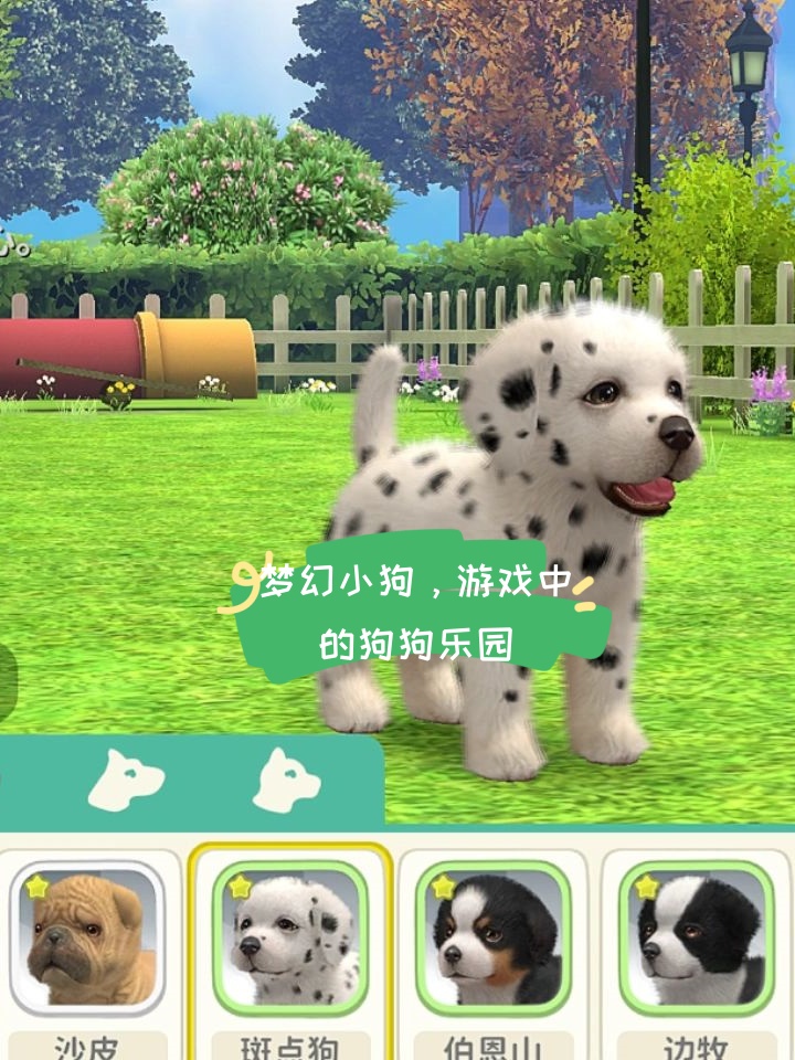 狗与人的互动游戏，探索彼此的友谊与乐趣