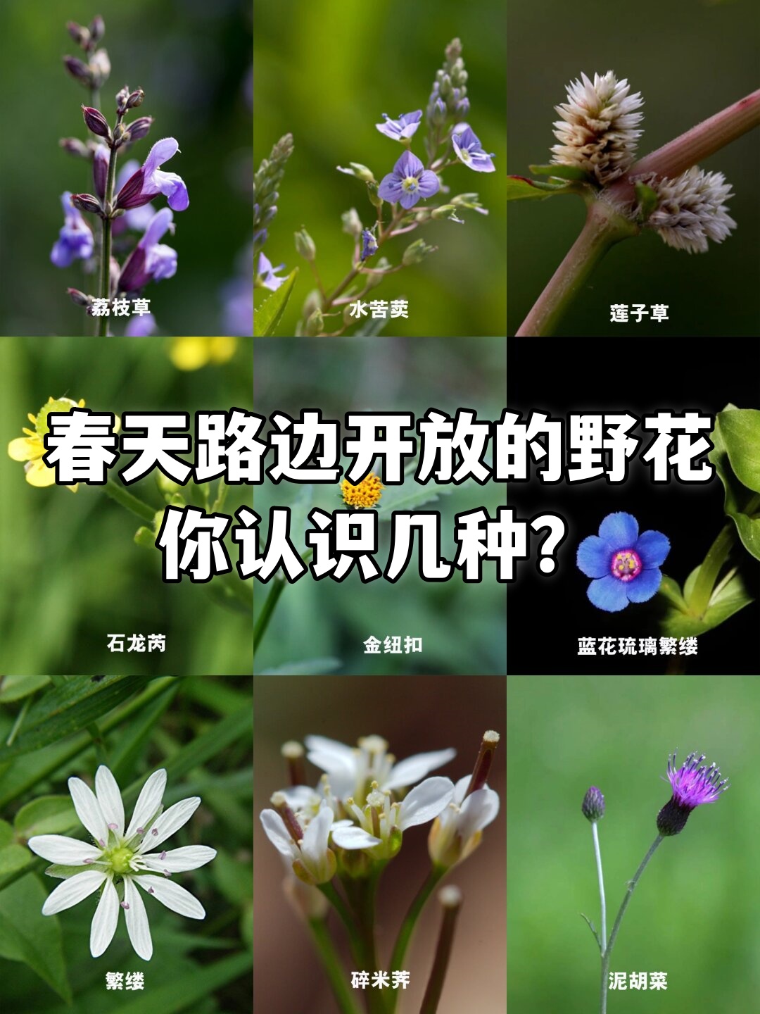 野花社区视频手机在线的探索与注意事项-第2张图片