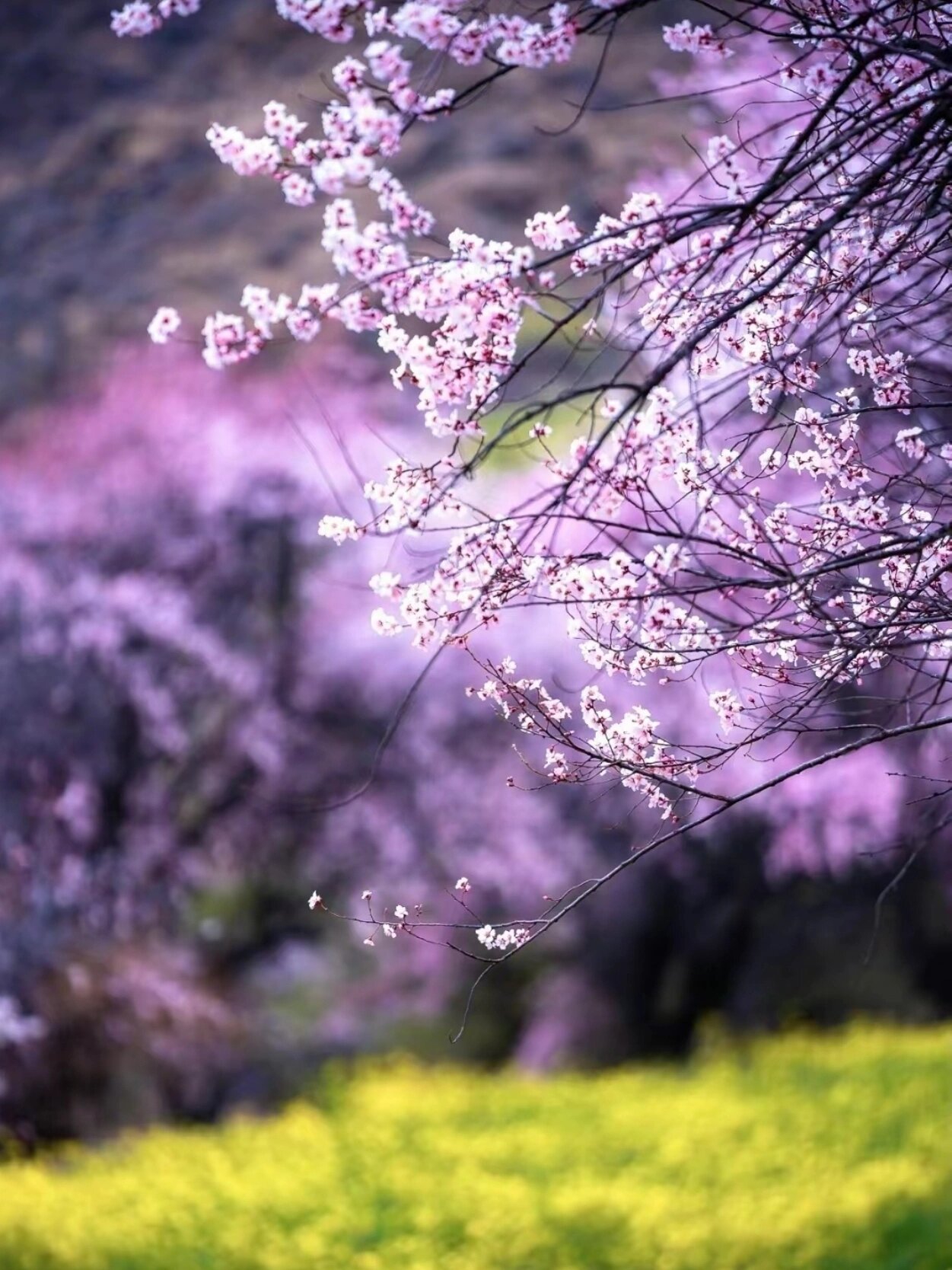 水汪汪的桃花源水汪汪的桃花源，一个梦幻般的自然奇景-第3张图片