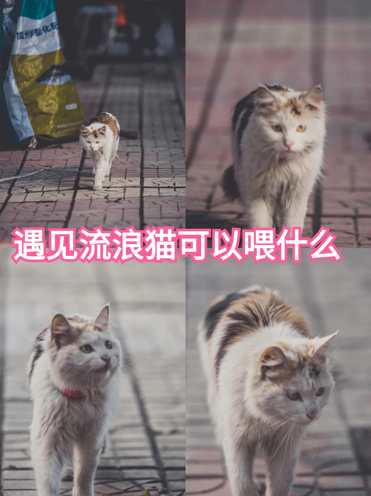 谁可以给我新版猫咪的地址百度贴吧新版猫咪的乐园，谁可以给我新版猫咪的地址？