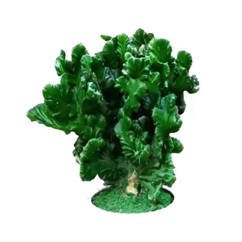三叶草gy4419，一种独特的植物与它的神奇之处-第2张图片