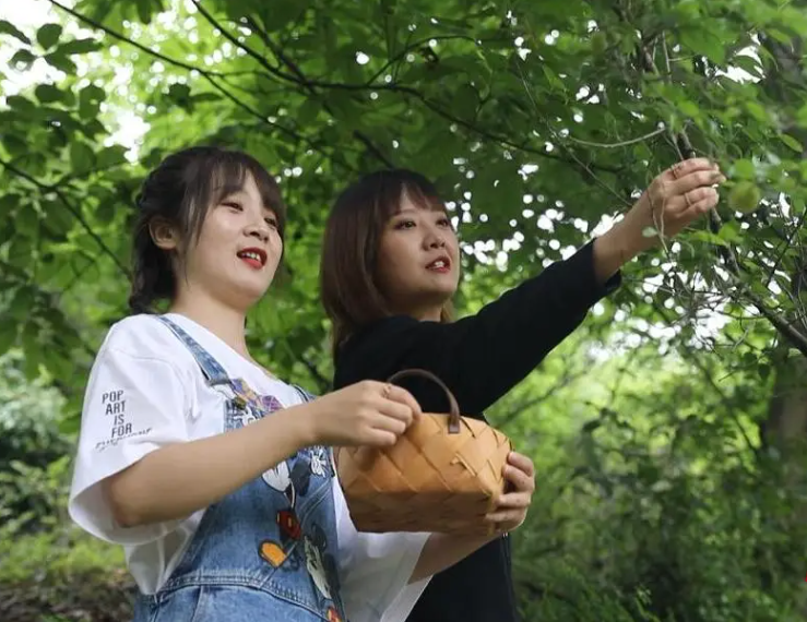 青梅的独特魅力与C1VH无关的探索-第2张图片
