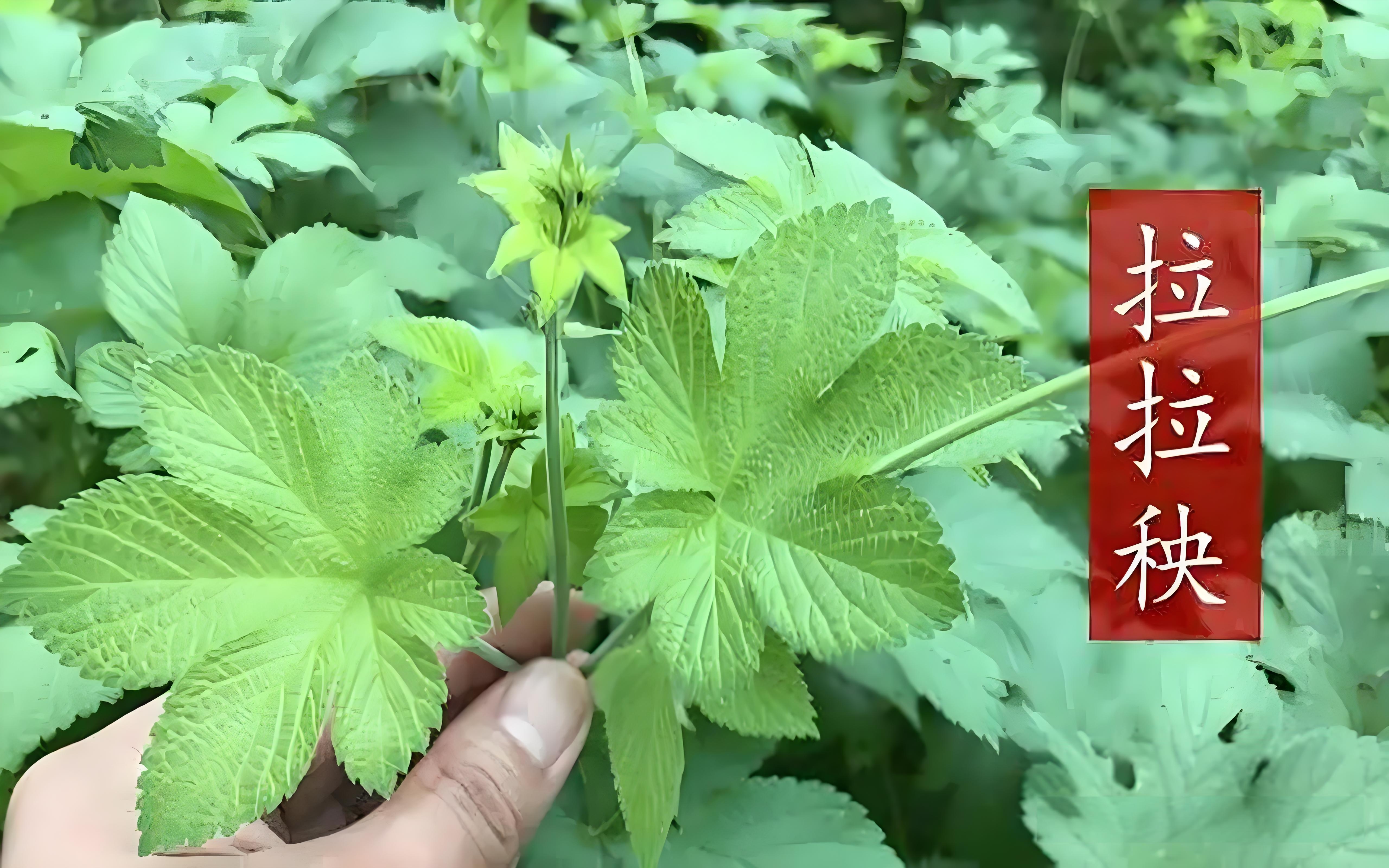 探索神秘之草，不用管啼哭的曼德拉草及其发出的奥秘