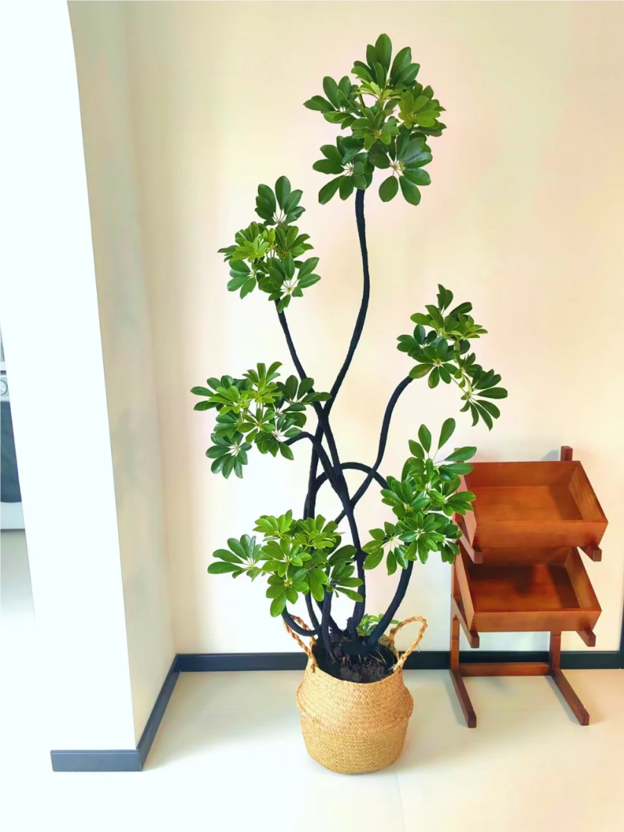 多肉植物与汽车之奇妙邂逅——一场1V3的独特体验-第3张图片