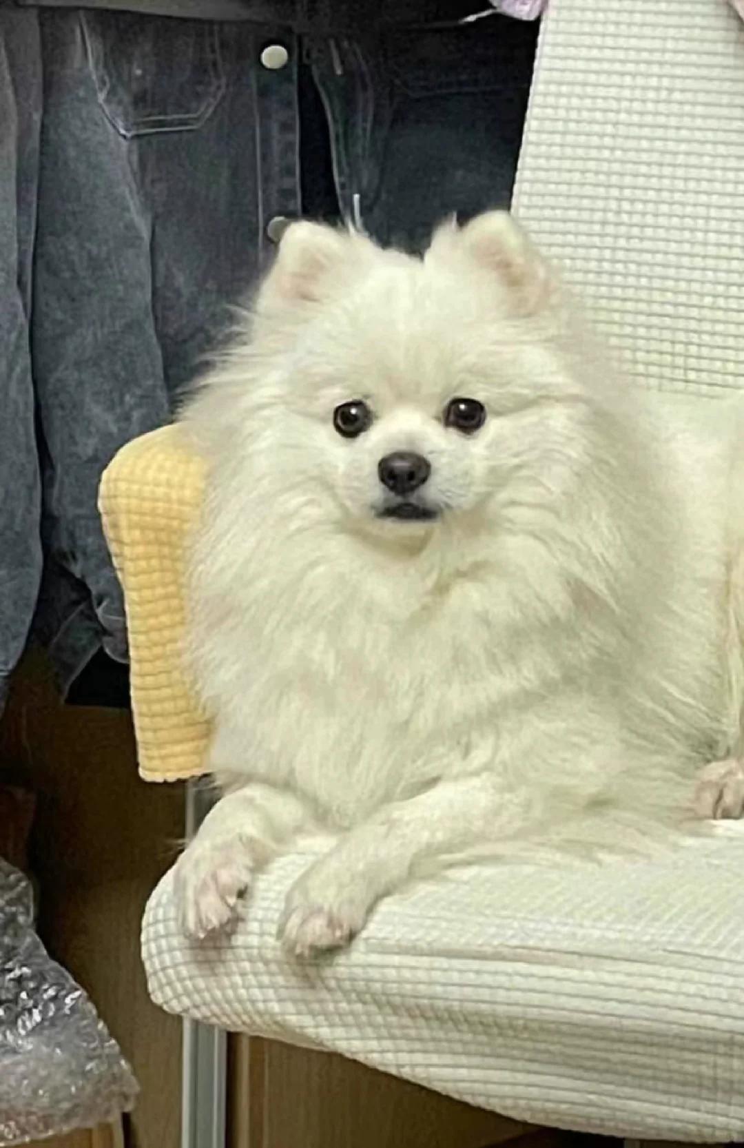 狗狗东西又硬又长又硬吃什么药女性夜晚伴侣，选择适合的犬种-第1张图片