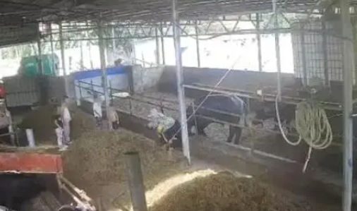 女人被公牛进入女人遭遇意外，公牛的突然入侵-第1张图片